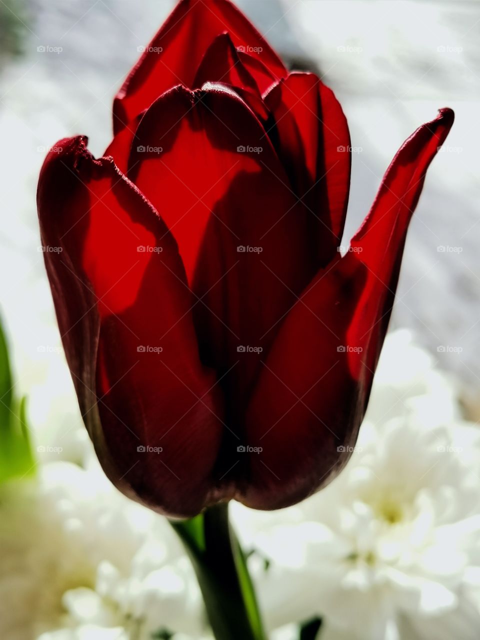 Tulip