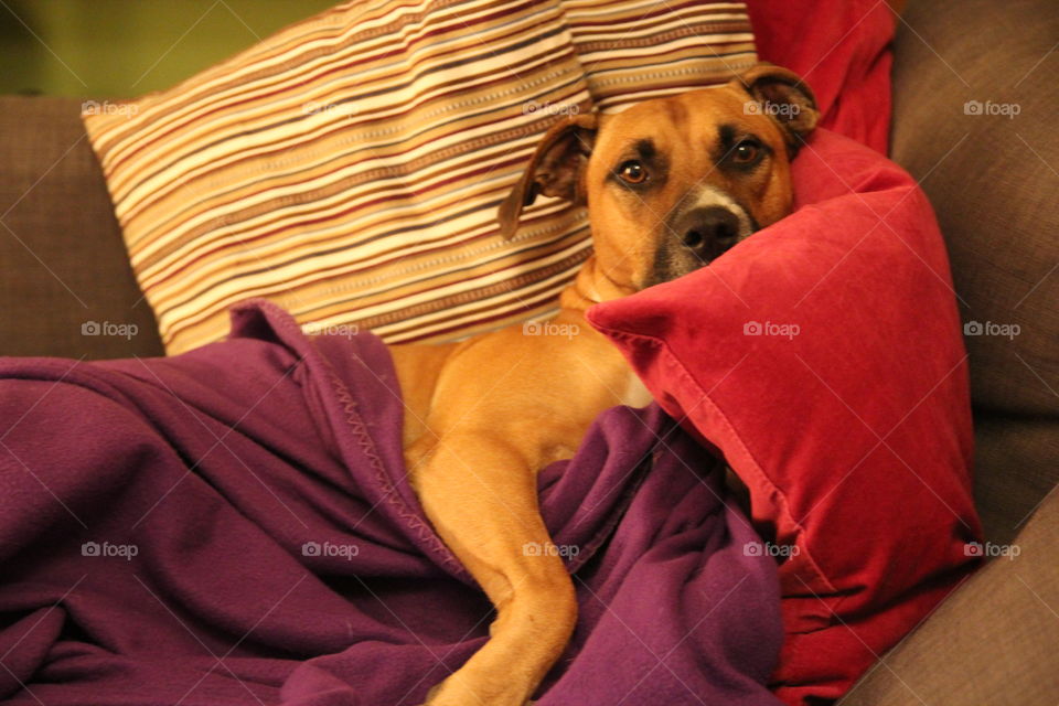 relaxing on pillows