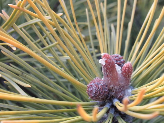 cones came from conifers