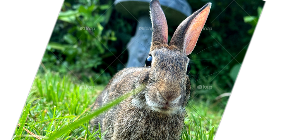 Binky friendly wild rabbit. She’s my friend.