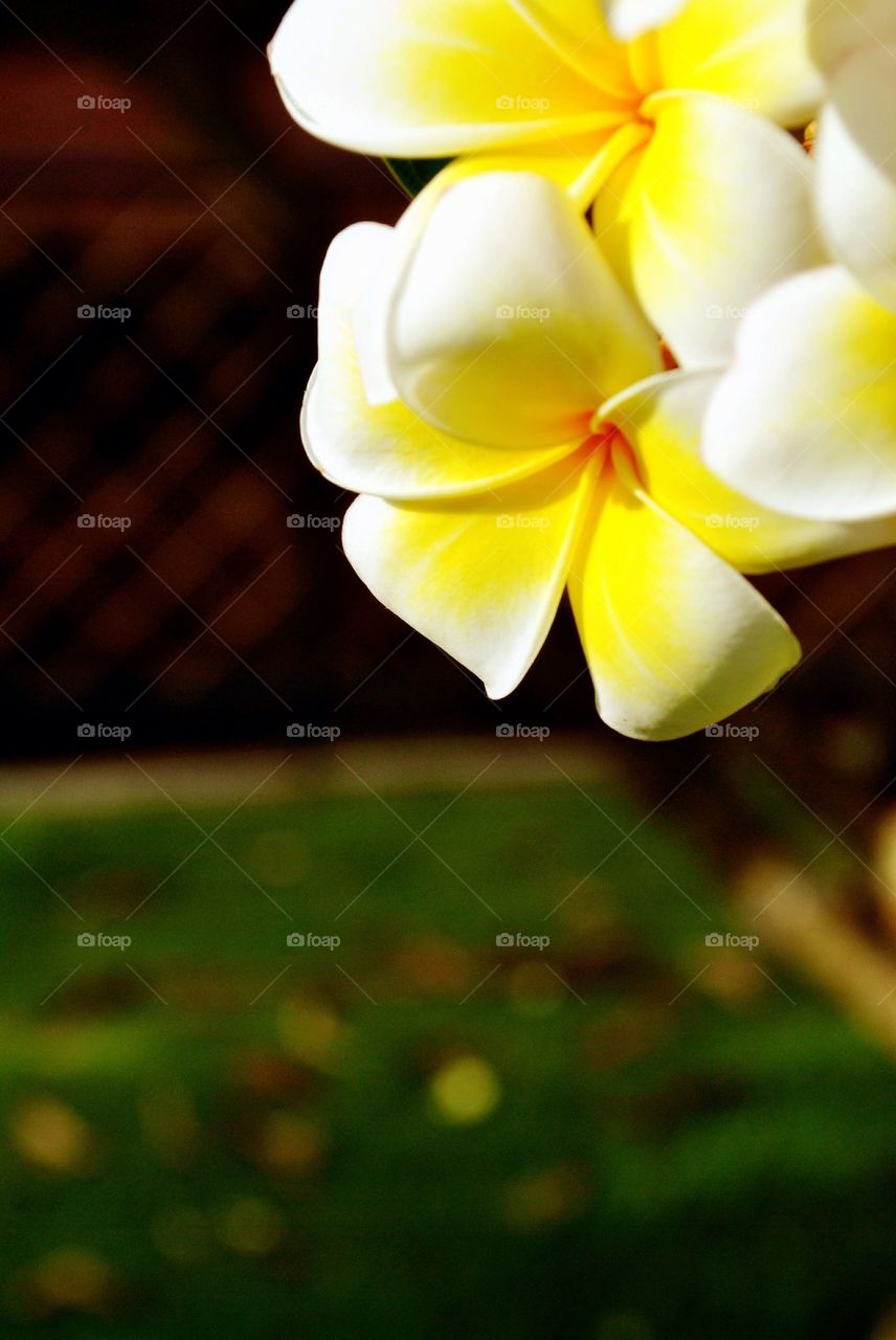 Plumeria in garden