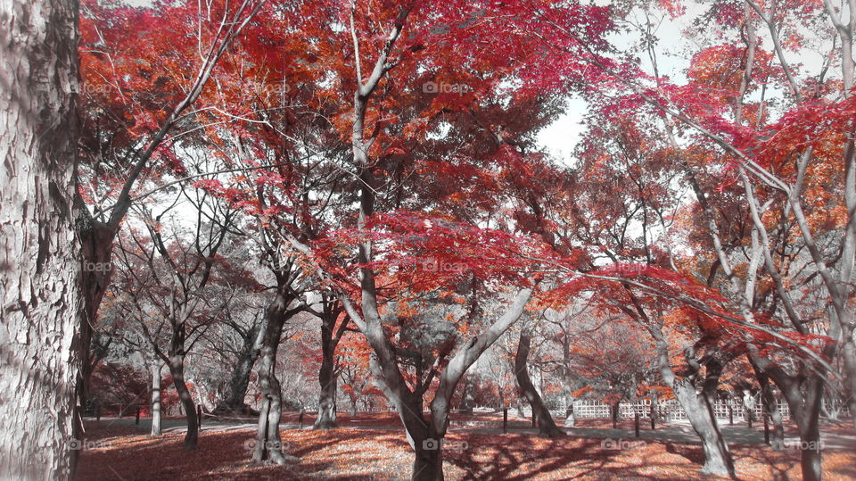 japanese maple forest