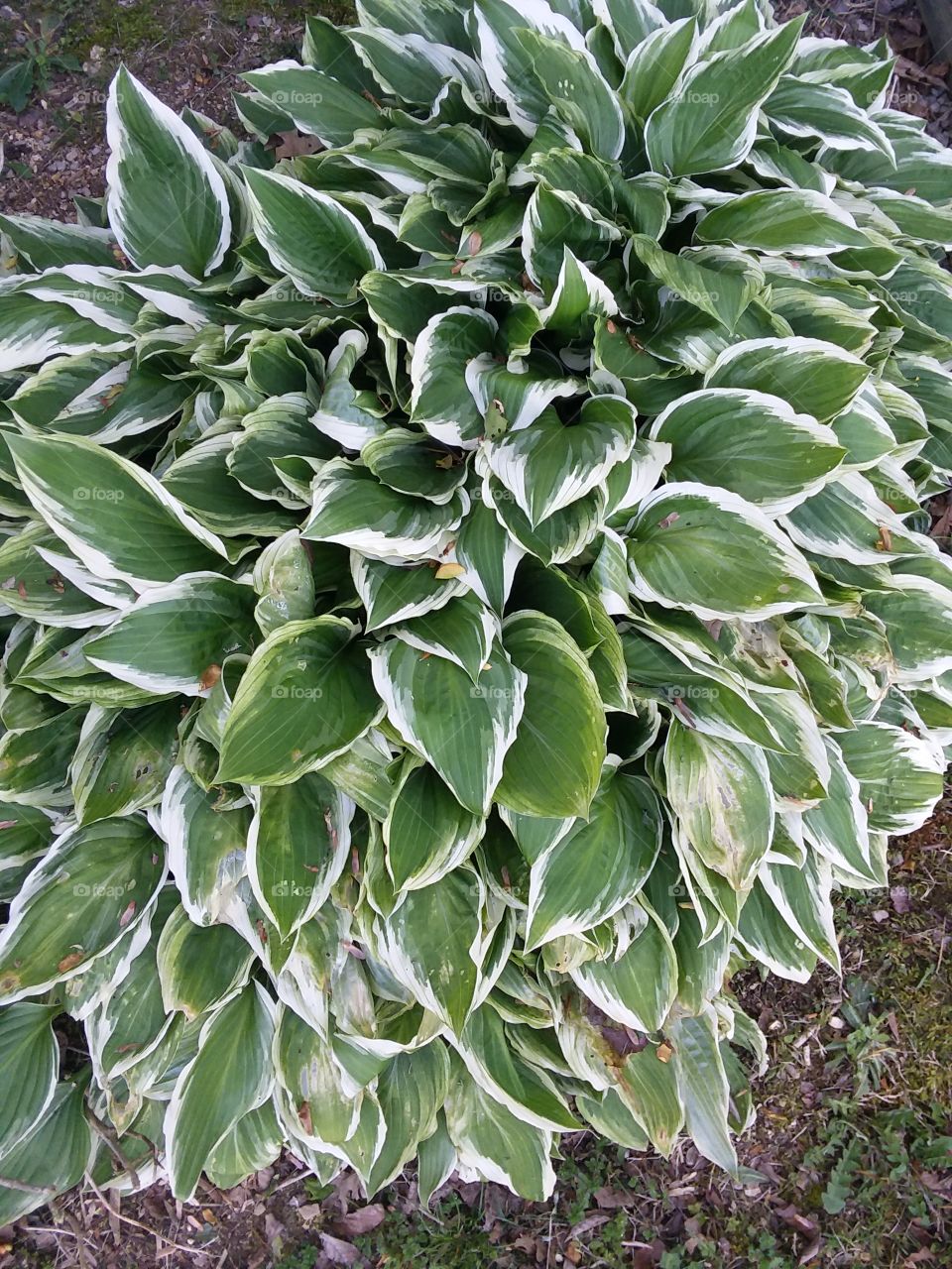 Hostas make a great accent to a flower garden with just the 2 tone green leaves