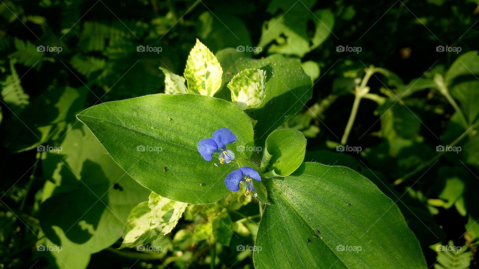 the beautiful blooming little violet flowers in my garden