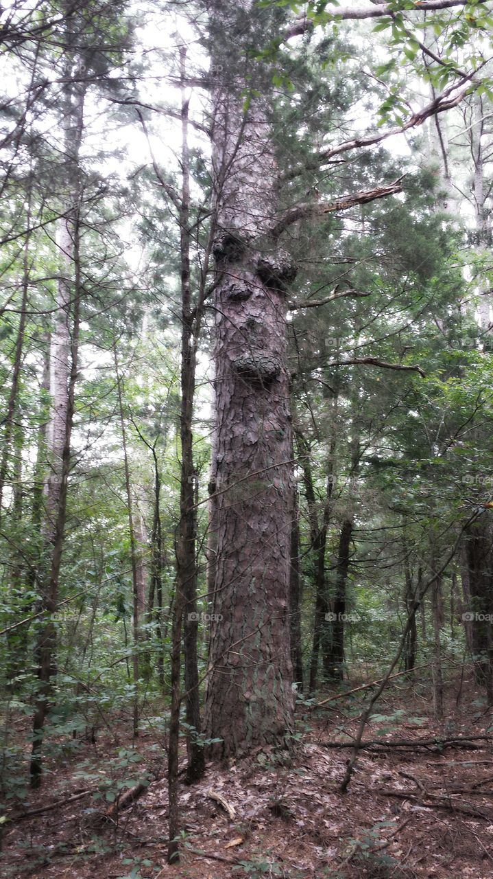 Pine Tree. Huge tree in the woods