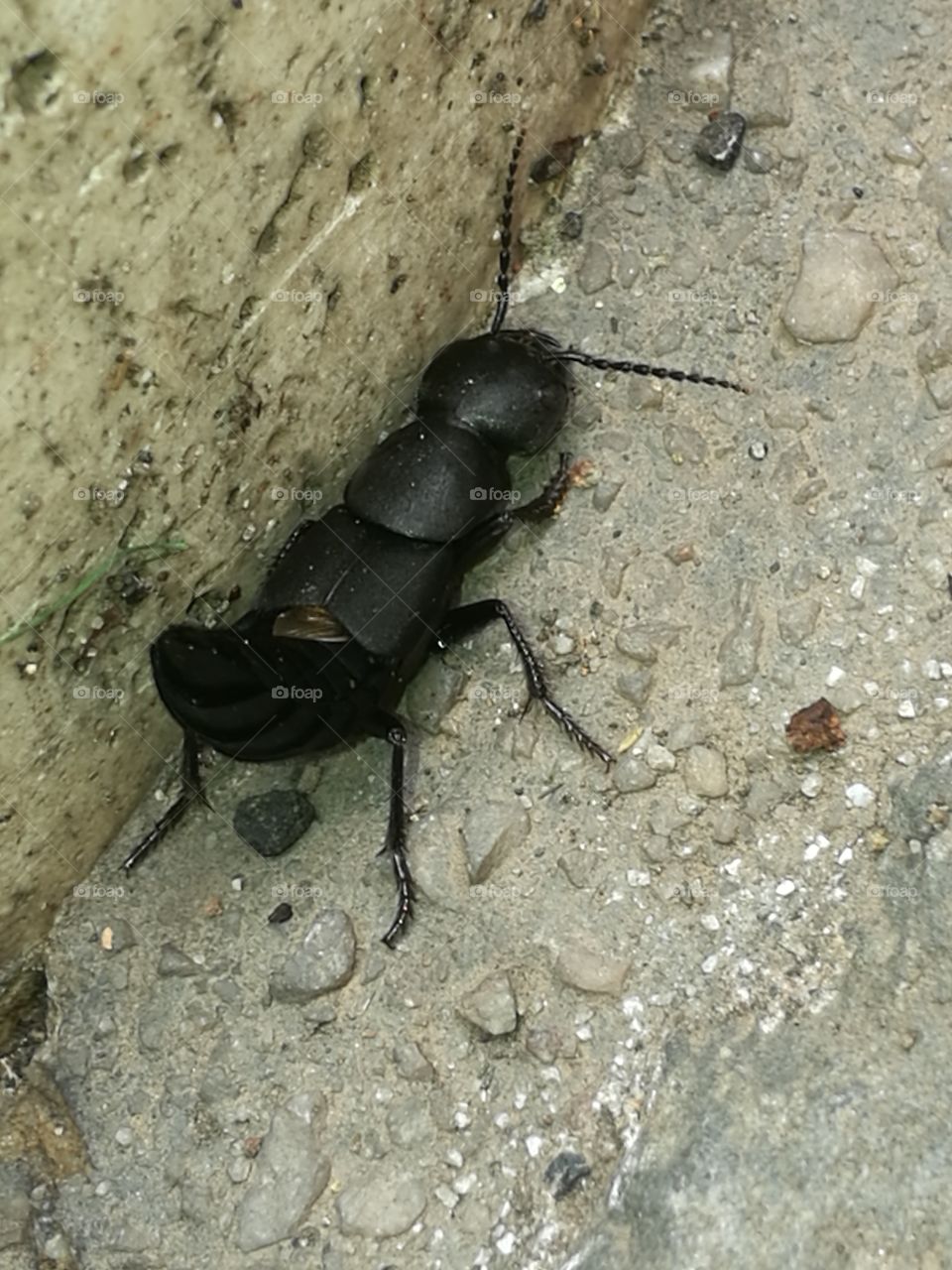 black bug closeup