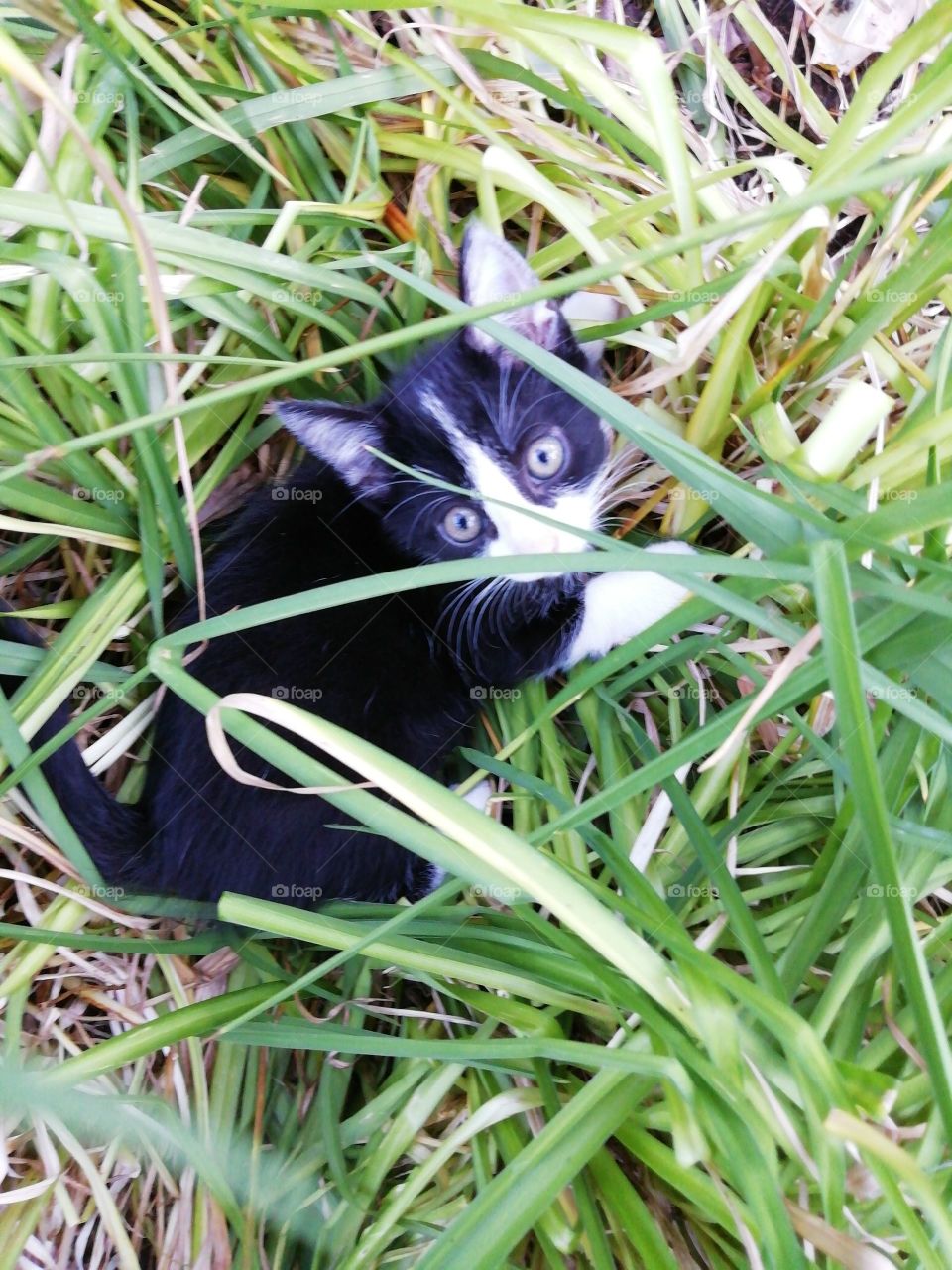 Kitty in the bush