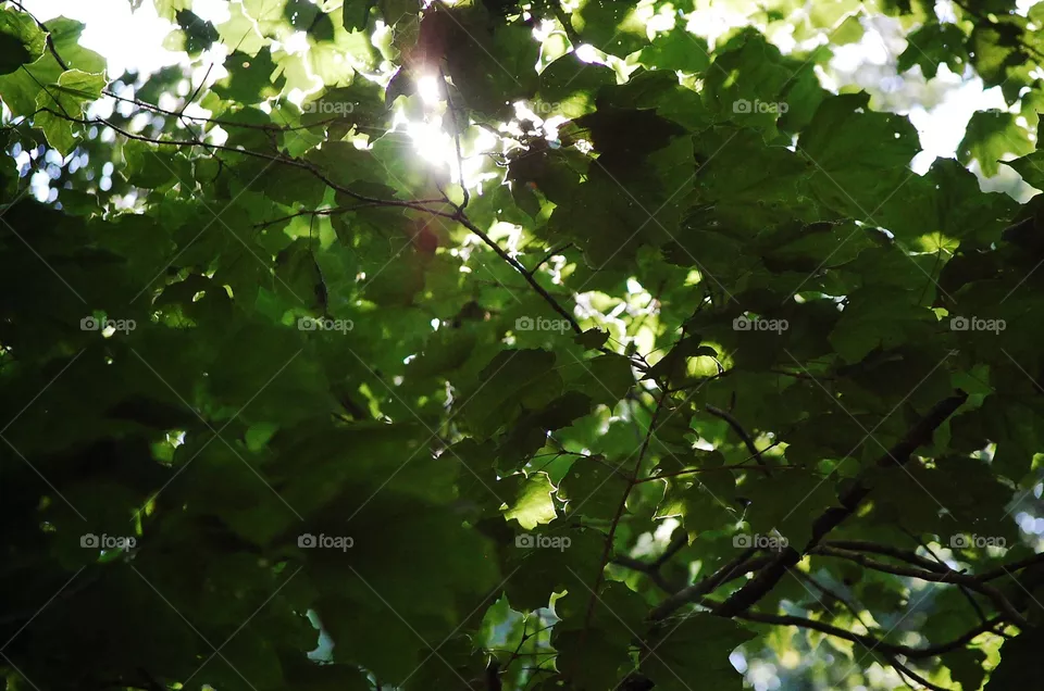 Nature