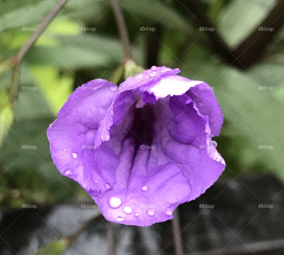 Flower with dew drops
