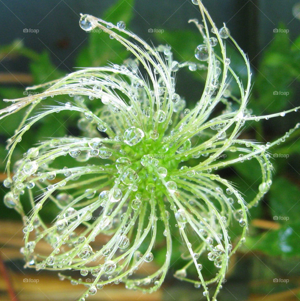 green flower water clematis by mirre