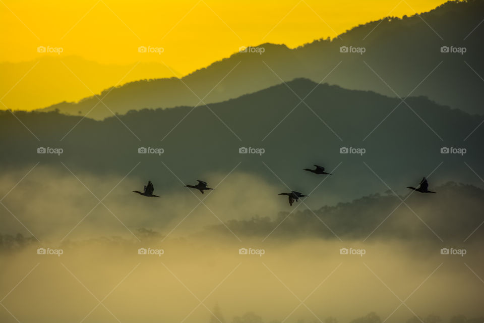 Mountain and flying birds in the morning