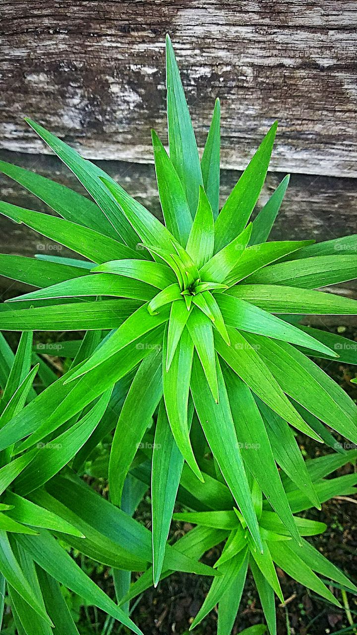 tiger lily plant in the spring