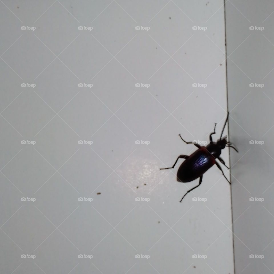 bright, brilliant, plain, simple