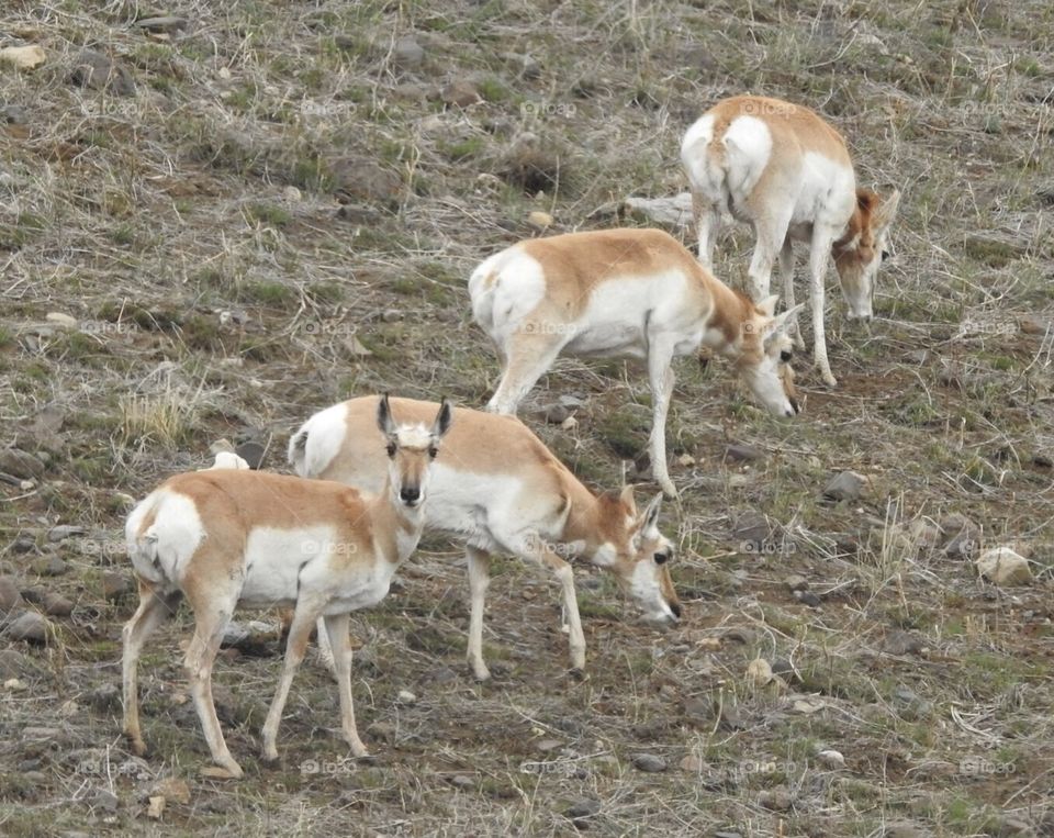 Pronghorn antelope in Wyoming. 
