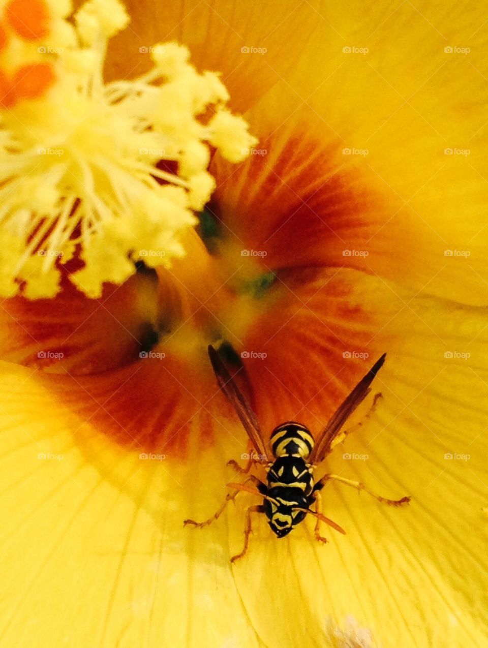 Wasp YellowJacket Hibiscus 