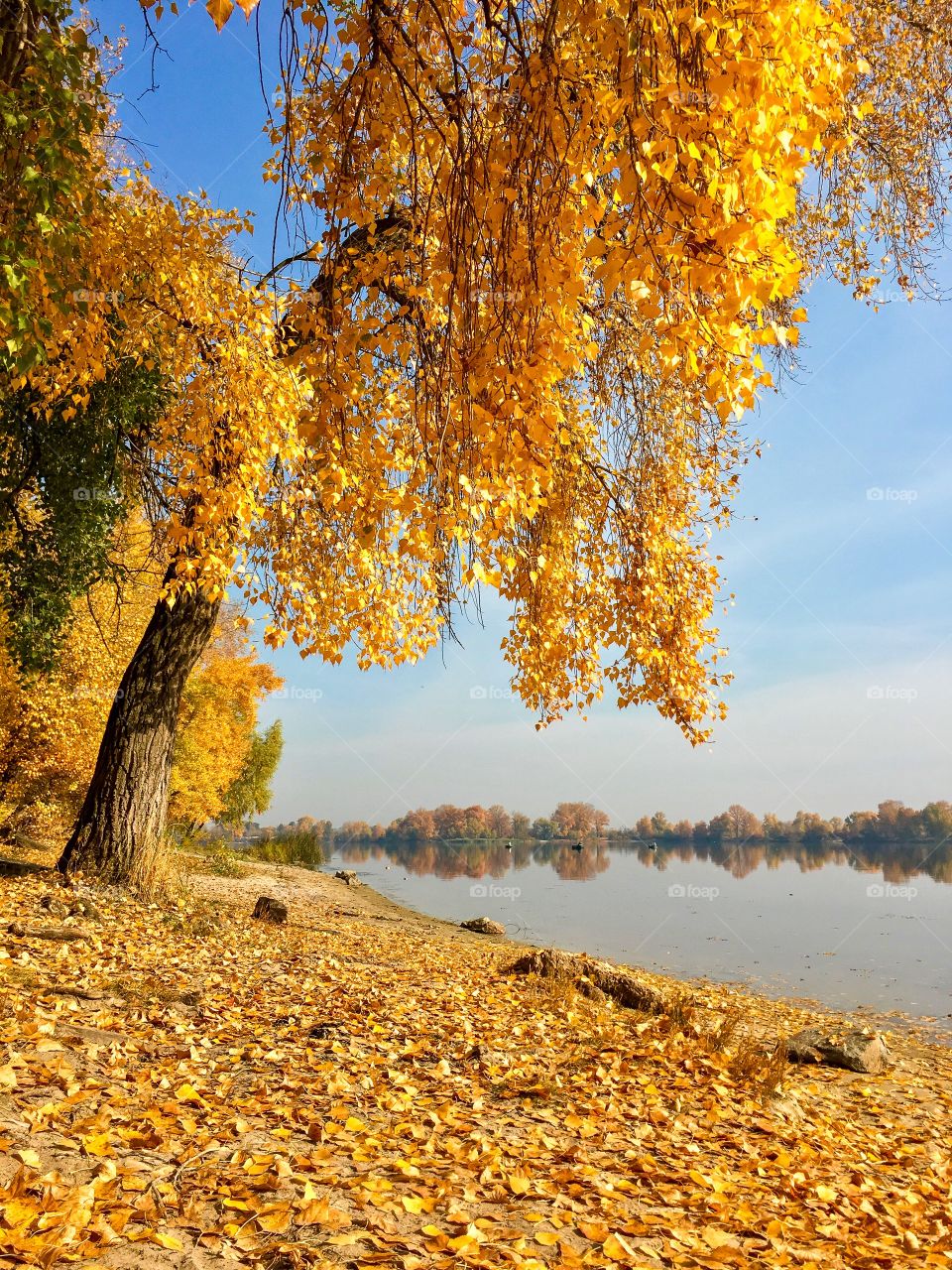 Golden autumn in Kyiv, Ukraine. 