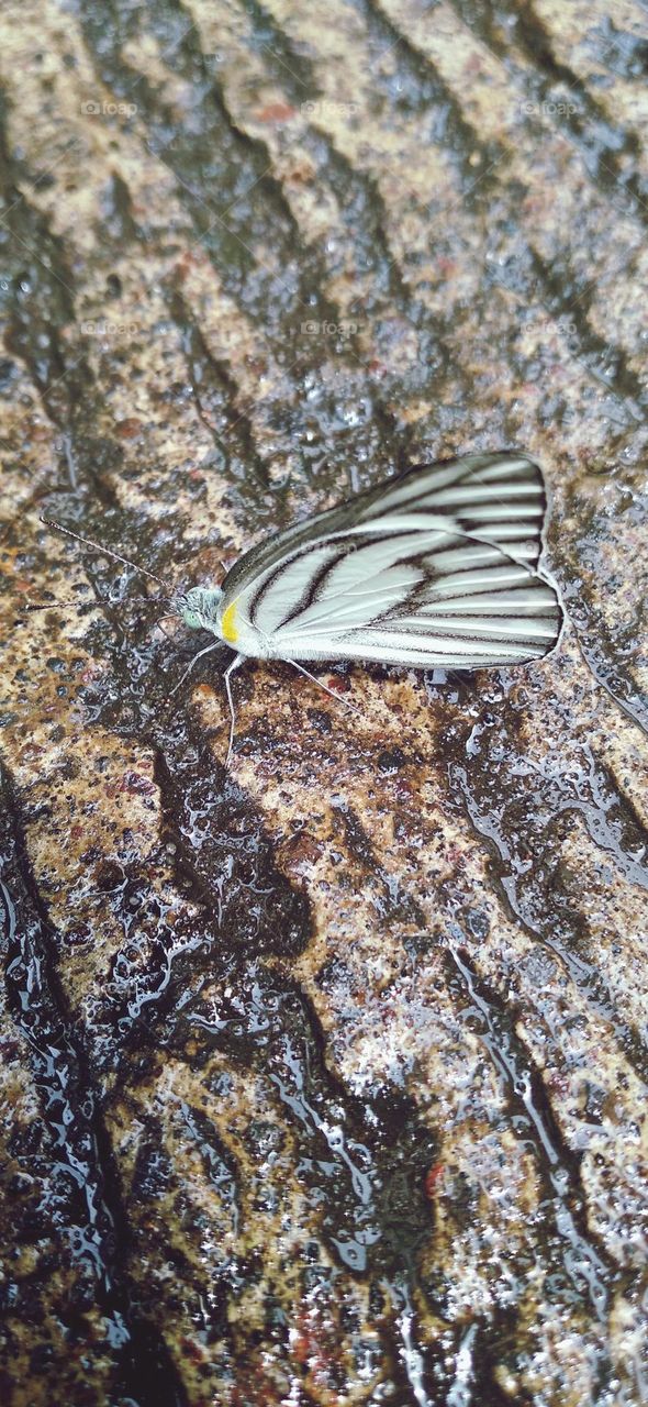 A white butterfly perched on a wet terrace
