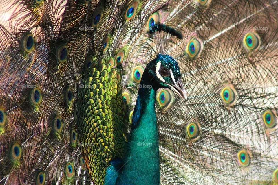 #animal #peacock #bird #tropical #nature #color