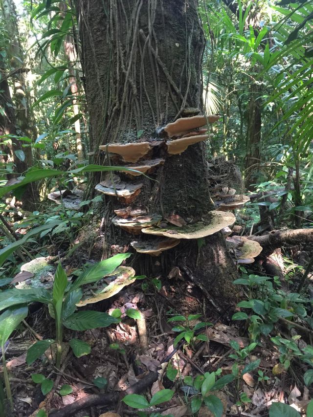 Big Fungi