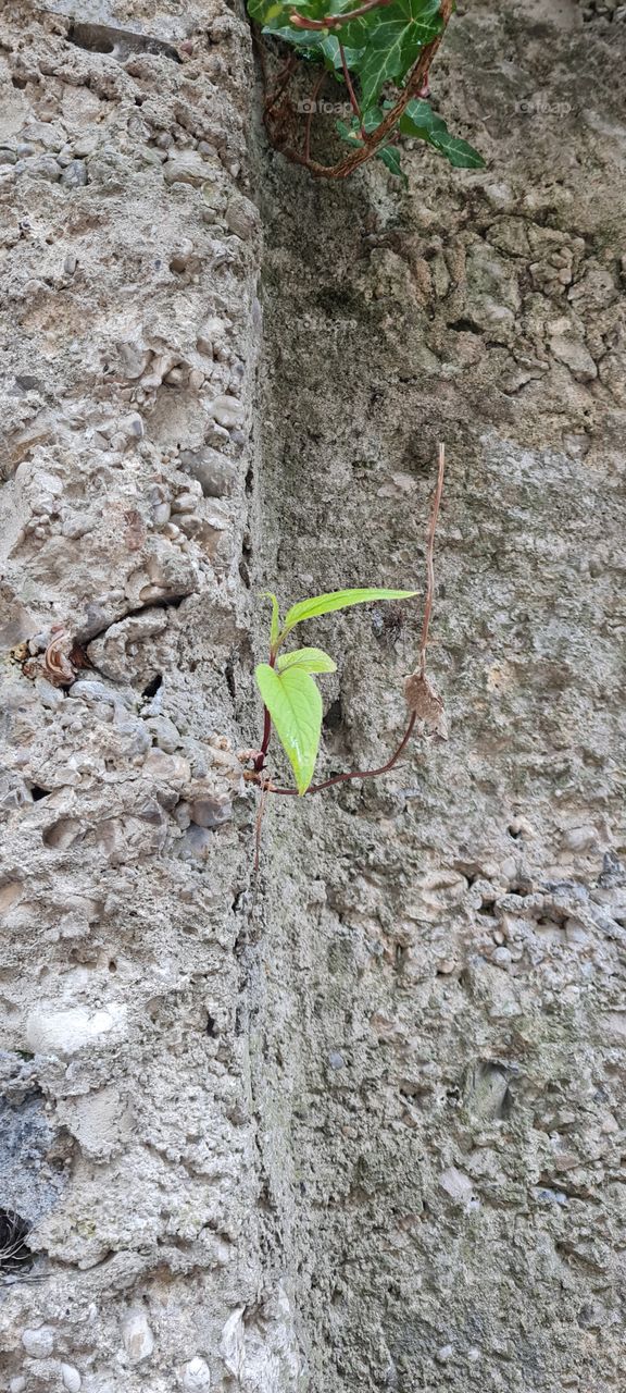 Mauer Pflanze - Wall plant