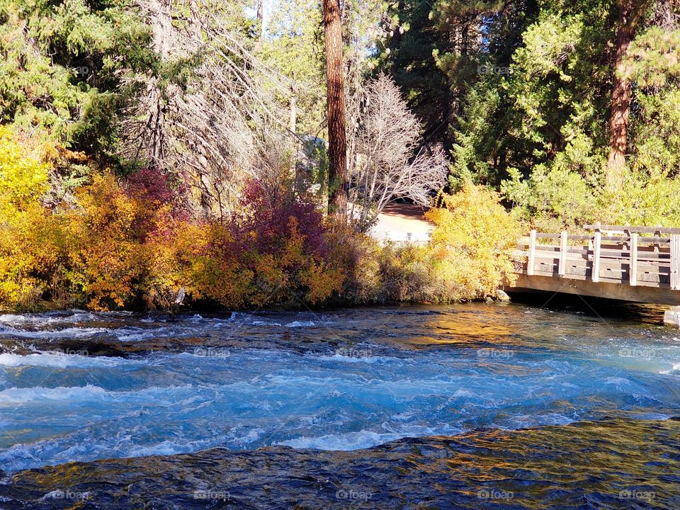 Stunning fall colors on the riverbanks of the turquoise waters of the Metolius River at Wizard Falls in Central Oregon on a sunny autumn morning.