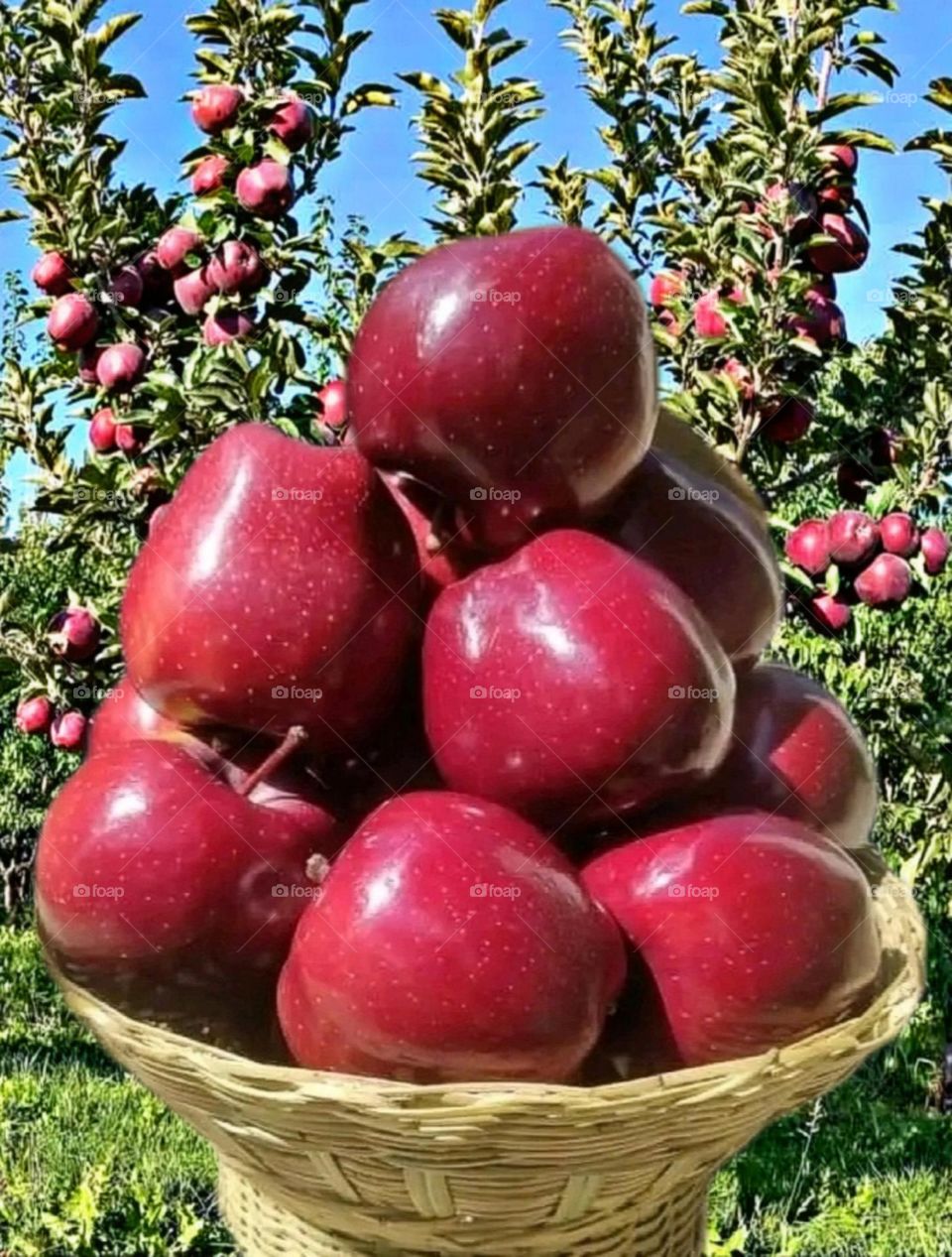 most beautiful and attractive fruits in the garden.