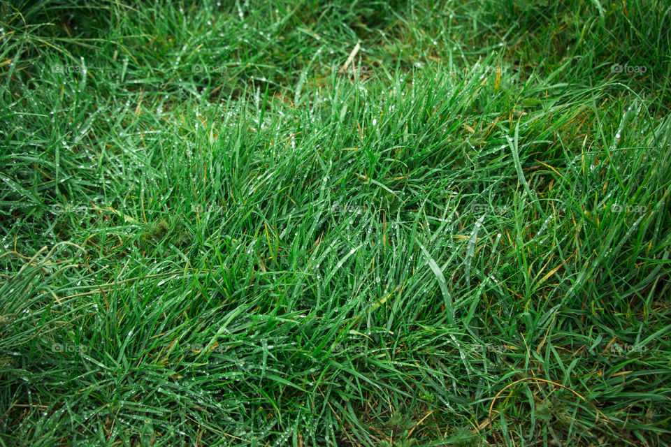 Grass, Lawn, Growth, Flora, Leaf