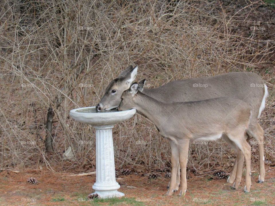 Thirsty Deer