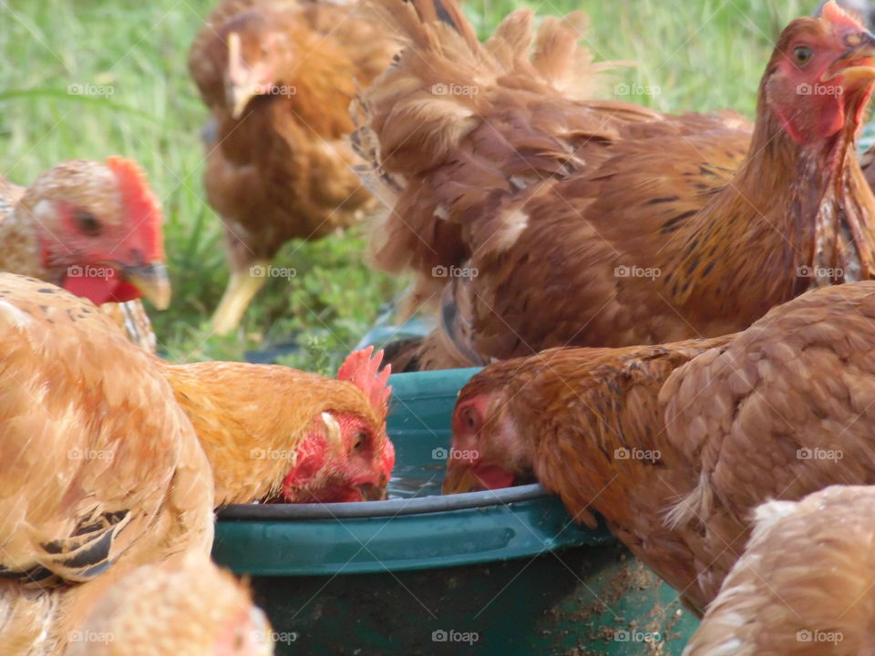 thirsty chickens