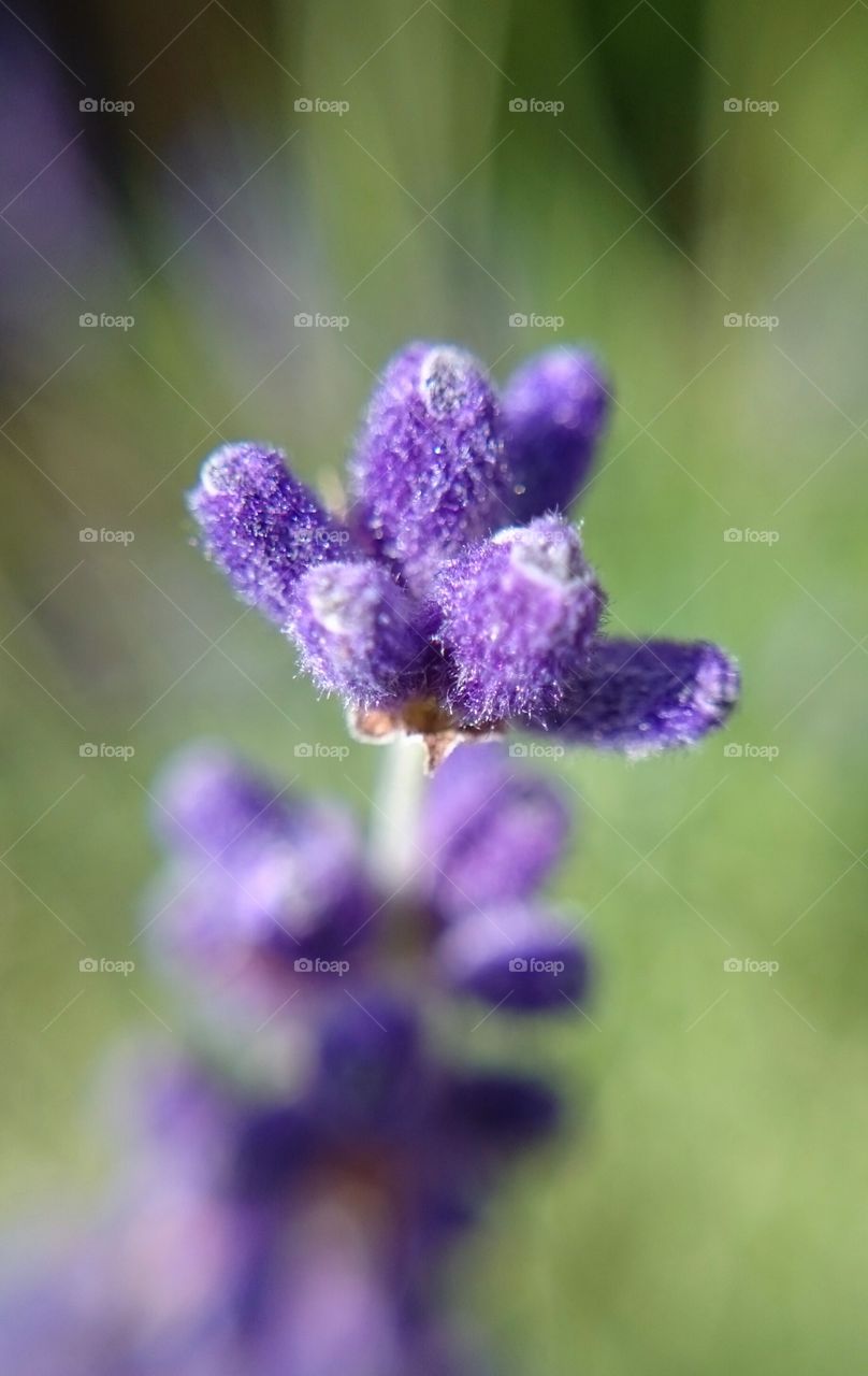 lavender closeup