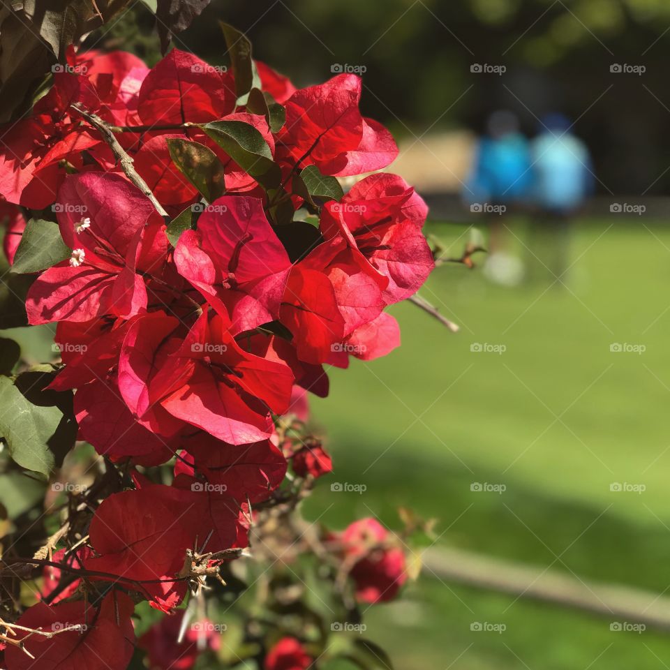 Golfers behind a beautiful blooming patch of flowers. The colors of summer objects intertwined with one another to make a perfect canvas. 