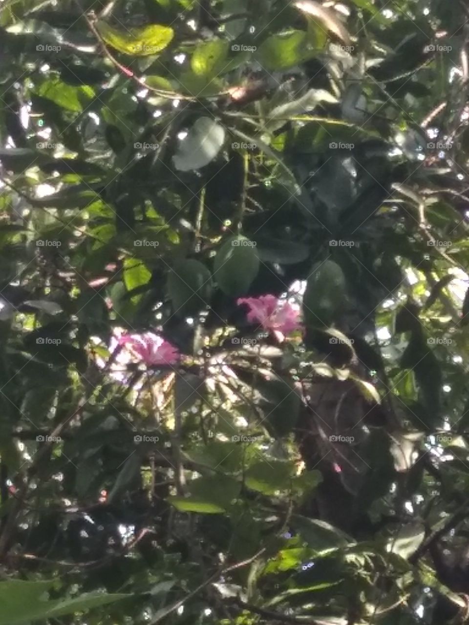 Mangoes and flowers