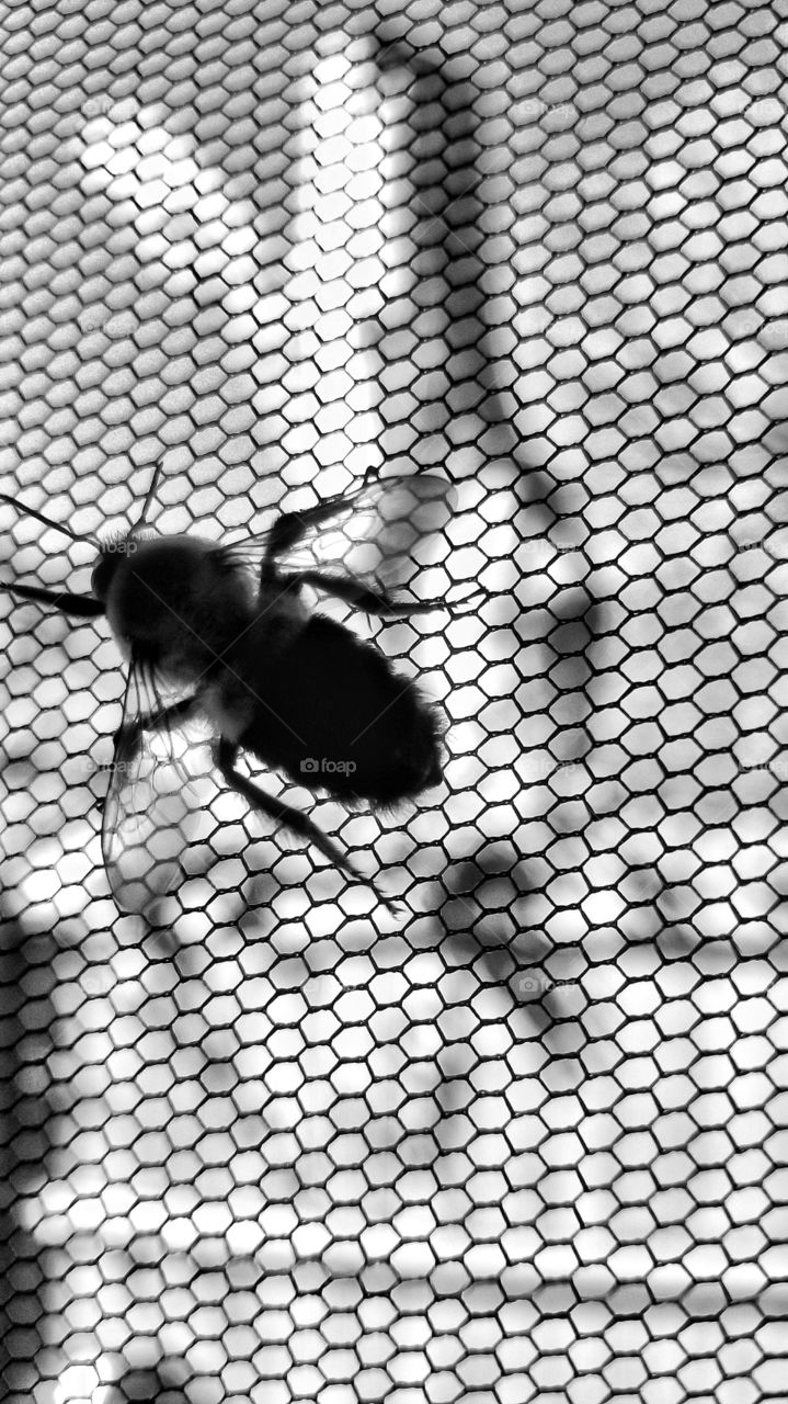 bumble bee on the net