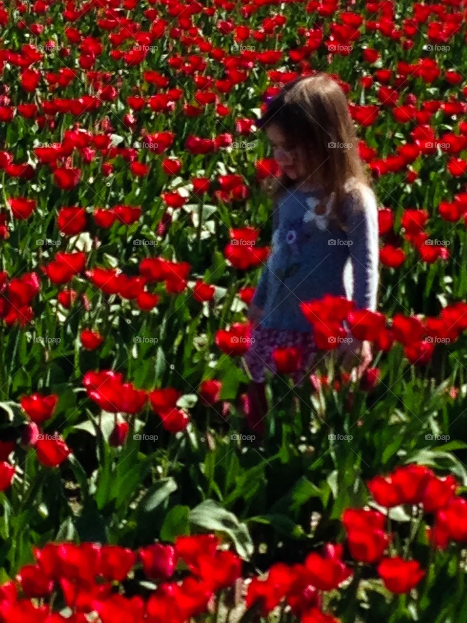 Child and tulip fields