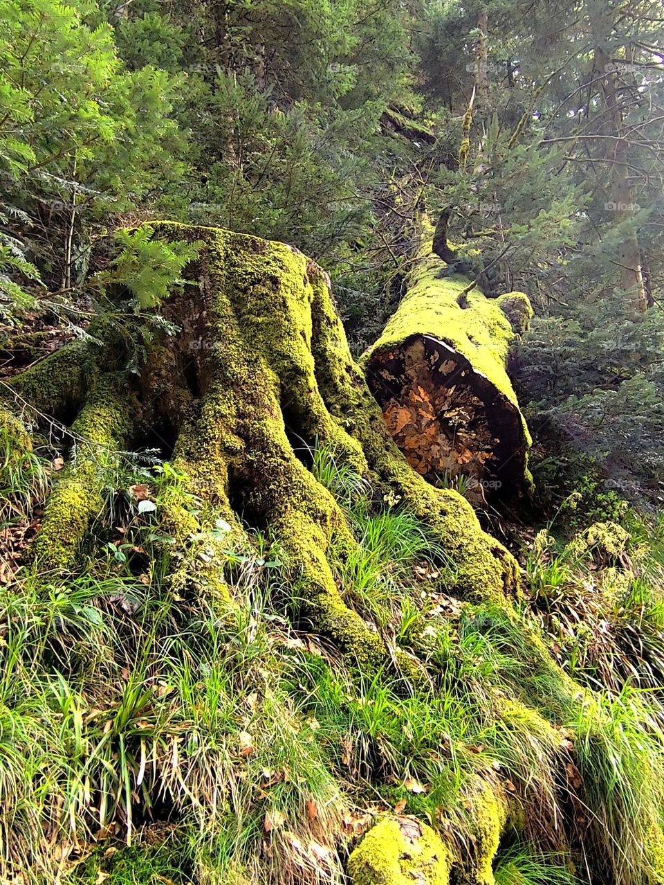 Frühling in Wald