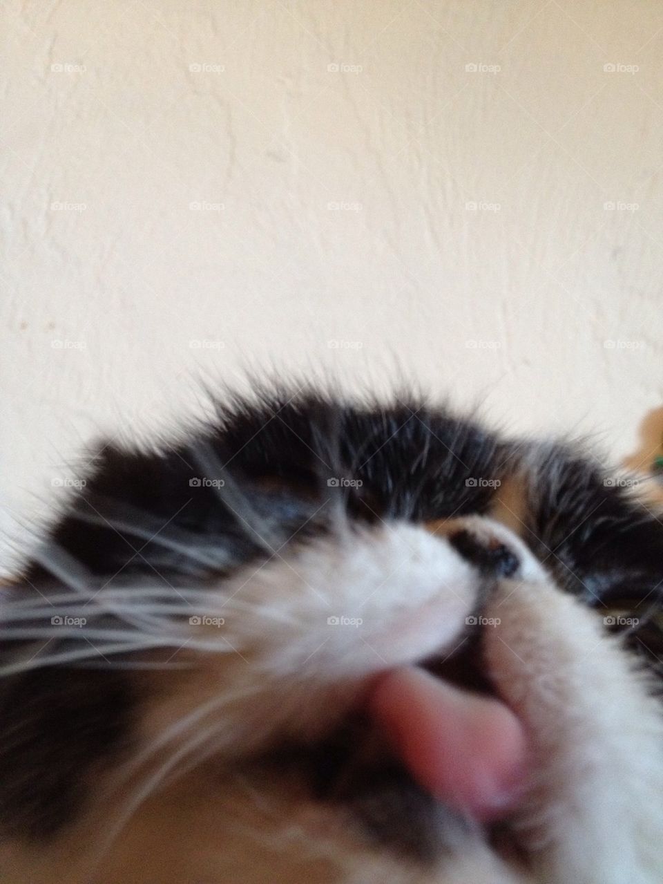 Cat kiss