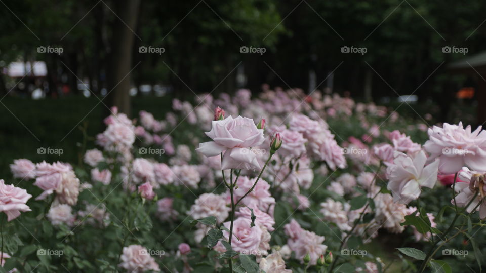 pink rose flowers