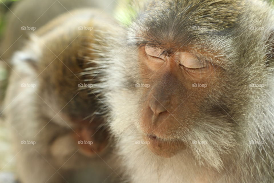 Sleeping monkey of the Ubud temple. . another shot of the same monkey using the same lens from a different angle. 