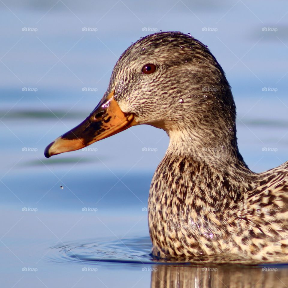 Graceful female mallard swimming in a clear blue lake on the West Coast of Washington State.