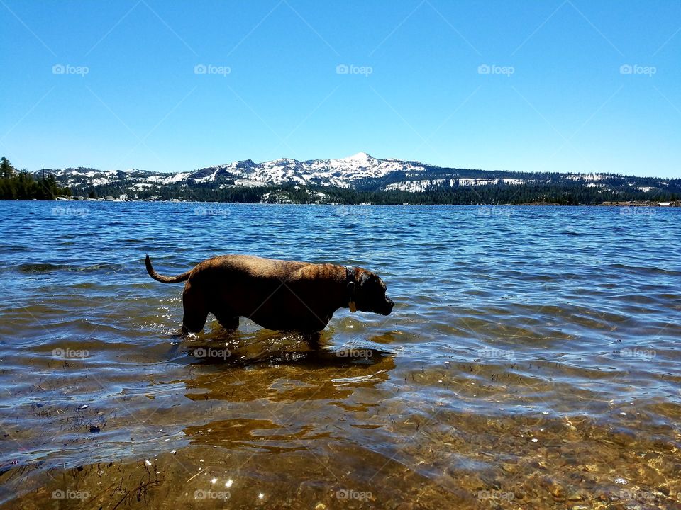 Thor taking a dip up,up in the Sierras!