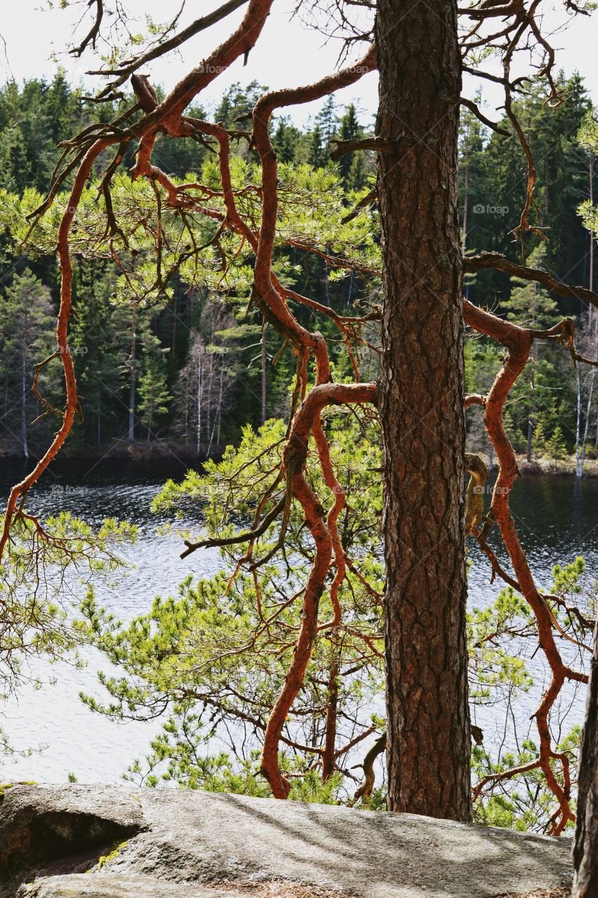 Tree view