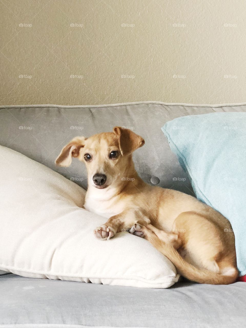 Dachshund resting on couch