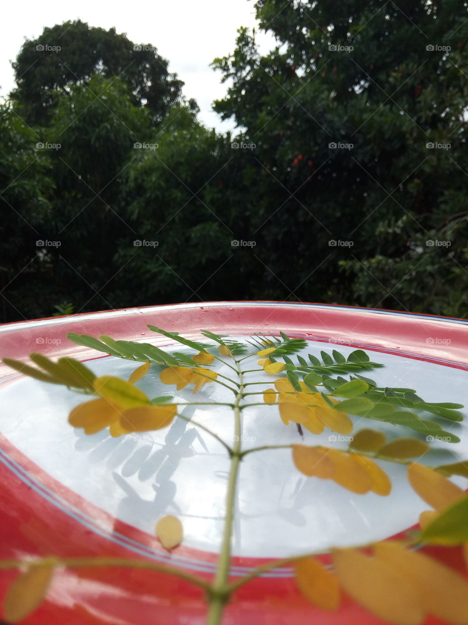 Food, Tropical, Summer, Desktop, Leaf