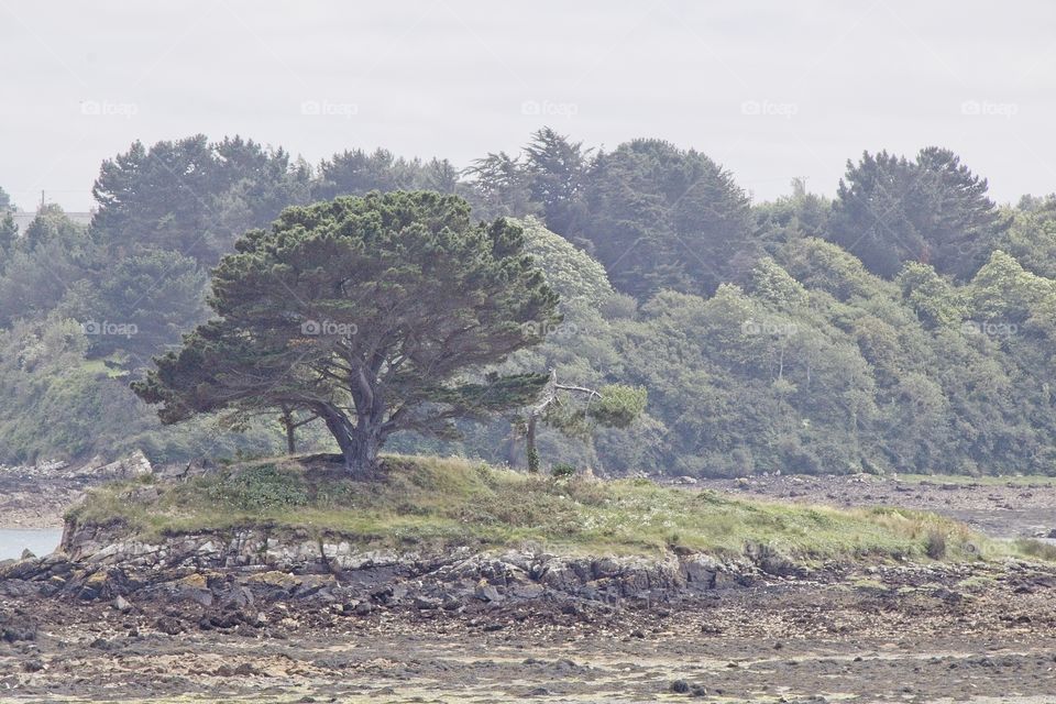 silhouette of a tree
