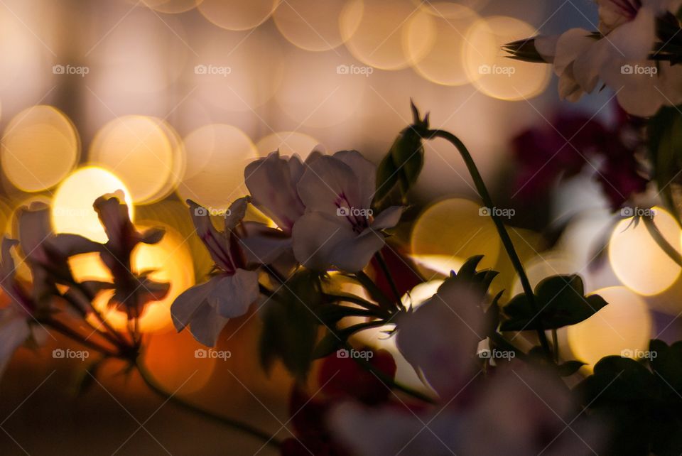 Depth of field Flowers