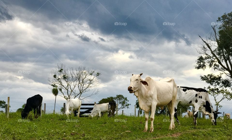 Cows standing in field
