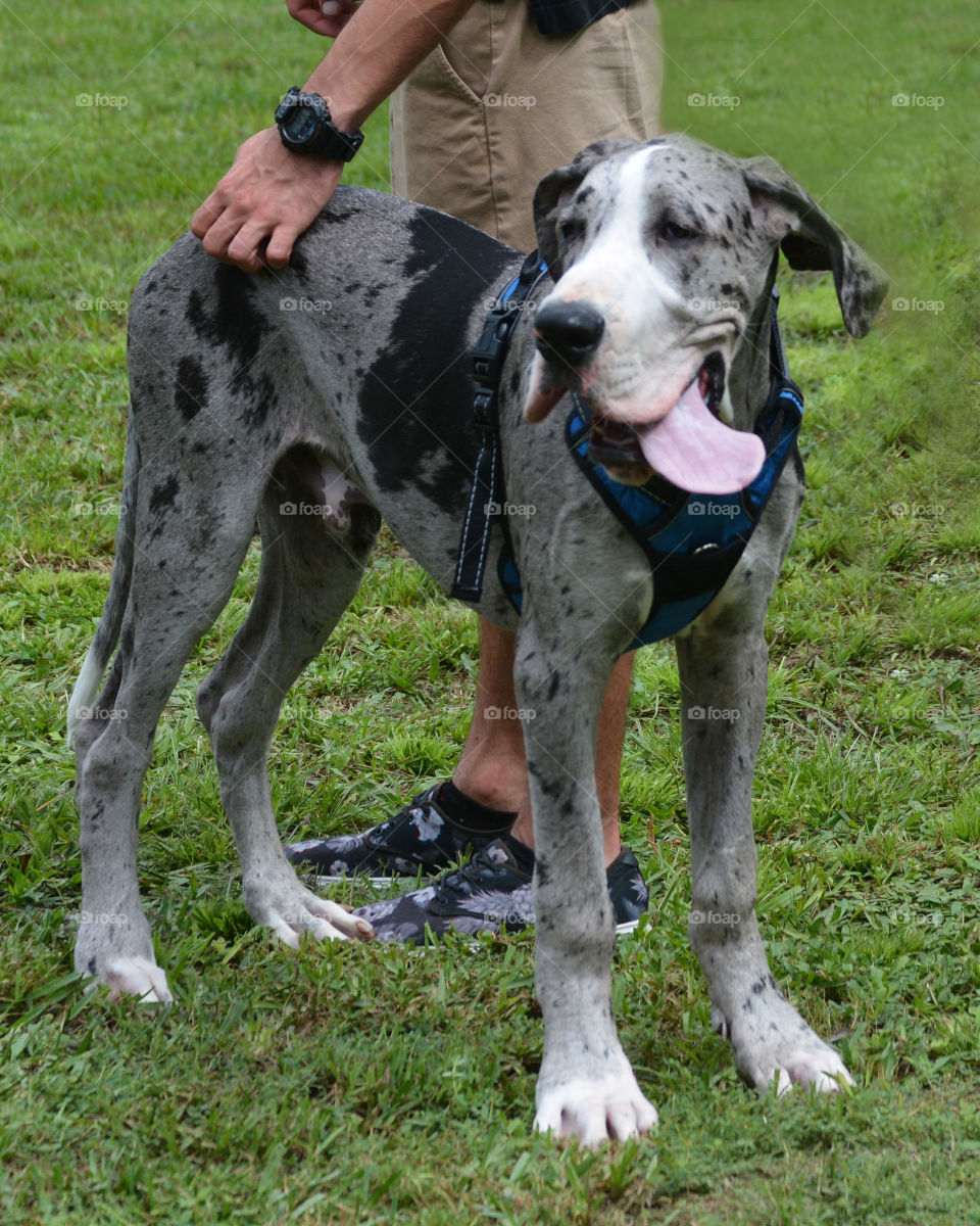 Happy puppy standing with his guy. 