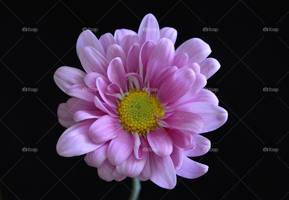 Chrysanthemum