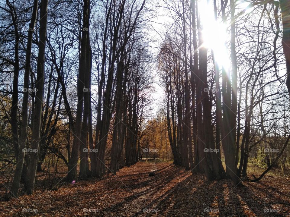 forest in sunlight and shadows autumn time