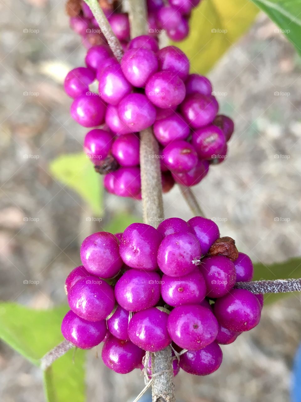 Bright purple ornamental berry clusters 